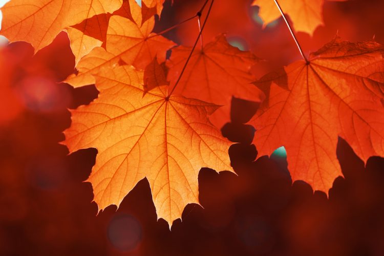 秋の 紅葉 を英語で説明してみよう 秋の風物詩について話すために役立つフレーズ集 English Lab イングリッシュラボ レアジョブ英会話が発信する英語サイト