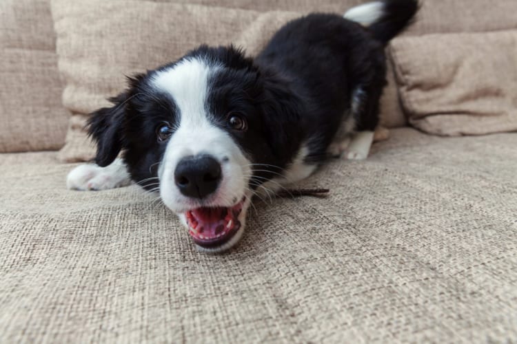 動物の鳴き声や吠える声の英語表現ー犬猫鳥の小動物からライオンなどの大型動物まで English Lab イングリッシュラボ レアジョブ英会話が発信する英語サイト